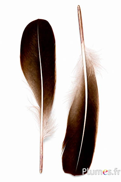 Ente - 18-20 cm, links und rechts - weis-schwarz natur